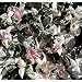 Jasmine 'Tricolor Star' Asiatic Plant -Trachelosperumum