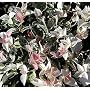 1 Tricolor Star Asiatic Jasmine Plant -Trachelosperumum