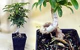 Hawaiian Schefflera Bonsai Plant -Bonsai- Great Indoors
