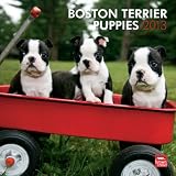 Boston Terrier Puppies 2013 Calendar