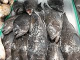Fresh Virginia Beach Black Sea Bass 4 lb.