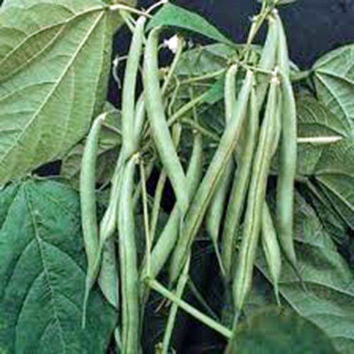 Green Bean, Blue Lake, Pole, Heirloom, Organic 20+ Seeds, Non-gmo, Tasty N Healty Beans Green Bean, Blue Lake, Pole, Heirloom, Organic 20+ Seeds, Non-gmo, Tasty N Healty Beans