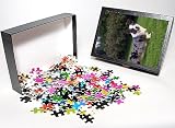 Photo Jigsaw Puzzle of dog-corgi (cardigan) from Animal Photography