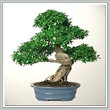 51Ii12wwb0L. SL160  Bonsai Tree (Ficus Green Island) II Nursery Direct from Joebonsai Reviews