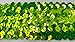 Fluorescent Lime 2 inch Stretch Sequin - 10 Yards