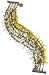 Joanna Laura Constantine Burnished Gold Delicate title=