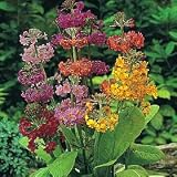 Candelabra Fairy Primrose Perennial 4 Plants - Shade