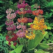 Candelabra Primrose - 80 Seeds