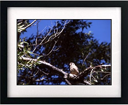 ART PRINT (8.5" x 11") - Artist's Lovely "Immature Kestrel" [Yellowstone National Park] - This Gorgeous Print Comes From A Collection Of Nature Themed Photographs Celebrating Nature And The Splendor Of America's Natural Beauty And Is Reprinted On Quality Photo Paper - This Print Comes Ready To Be Framed (mat and frame are not included) - This Is A Great Print To Bring Nature Inside And Add A Personal Touch To Your Home Or Office Decor -- The Print Looks Amazing When Framed And Displayed Either Separately Or As Part Of A Series - Makes A Wonderful Gift [Nature/Animals/Landscapes/Birds/Animals/Insects/Fish/Sunrise/Sunset/Weather/Parks/Outdoors]