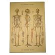 Skeleton Cavallini Papers Decoupage Decorative Paper, 20 by 28 inches