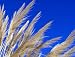 Cortaderia Selloana - 24