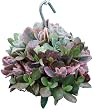 Succulent kissing ball