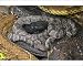 Photographic Prints of Timber Rattlesnakes - Adult females with newborn young, parental care from Ardea Wildlife Pets