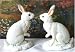 Country Artist - Snowshoe Hare Rabbit Figurine Set of 2