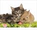 Photographic Prints of LA-5764 Cat - Norwegian Forest kitten and Dwarf Rabbit in studio with flowers from Ardea Wildlife Pets
