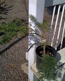 Emerald Lace Japanese Maple Tree One Gallon Plant
