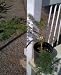 Emerald Lace Japanese Maple Tree One Gallon Plant