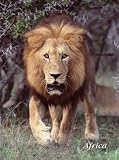 Lion Charging Journal
