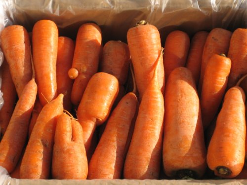 熊本産または宮崎産　土作りからこだわり、にんじん(無農薬無化学肥料)（規格外）　10kg【クール便　送料無料】