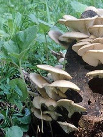 Phoenix Oyster Mushroom Mycelium Plug Spawn - 100 Count - Grow Edible Gourmet & Medicinal Fungi On Trees & Logs Phoenix Oyster Mushroom Mycelium Plug Spawn - 100 Count - Grow Edible Gourmet & Medicinal Fungi On Trees & Logs