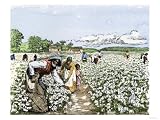 African-American Field-Hands Picking Cotton Art Giclee Poster Print, 12x9