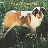 Saint Bernards 2008 Square Wall