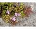 Photographic Prints of Herb Robert - growing in a crevice in limestone pavement from Ardea Wildlife Pets