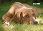 Dogs 2010 Oversized Calendar X302