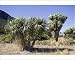 Photographic Prints of MAB-765 Cabbage trees in flower by Lake Hawea from Ardea Wildlife Pets