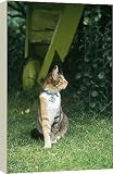 Box Canvas Print of Domestic Cat - with flea collar, name tag and bell from Ardea