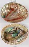AzureGreen Red Abalone Shell Incense Burner Polished
