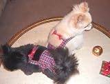 Joybies PiddlePlaid Piddle Pants(tm) for XX Small Female Dog (Measuring 9