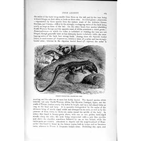 REPTILE COMMUN DE L�ZARDS DE L'HISTOIRE NATURELLE 1896 FRINGE-TOES