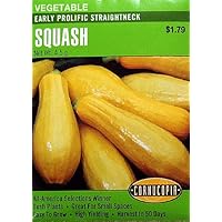 Squash Early Prolific Crookneck Seeds 45 Seeds