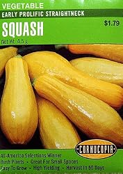 Squash Early Prolific Crookneck Seeds 45 Seeds