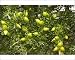 Photographic Prints of Fruits of the rare Argan tree from Ardea Wildlife Pets