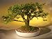 Bonsai Boy's Cork Bark Elm Bonsai Tree<br><i>(ulmus neri)</i>