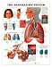 3 dimensions let you feel texture and form 3D images make it easy and fun to learn about the body Hole at the top of the chart for easy wall hanging Bold titles and clear, easy-to-read labels Chart will stand up on an easel