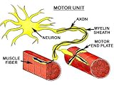 Motor Unit-- Nerve Cell and Muscle Fiber Photographic Poster Print, 24x18
