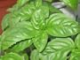 Sweet Large Leaf Italian Basil - 8 Plants - Herb