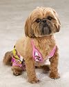 MEDIUM - Canine Maui Flowers Bikini