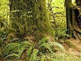 Closeup of a Tree Trunk and Ferns in a Rainforest, Washington Premium Photographic Poster Print by Tim Laman, 24x32 Closeup of a Tree Trunk and Ferns in a Rainforest, Washington Premium Photographic Poster Print by Tim Laman, 24x32