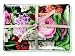 Fringe Studio Cabbage Rose Tray and Soap