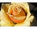 Photographic Prints of Hybrid tea rose (Rosa Royal Parks) from Science Photo Library