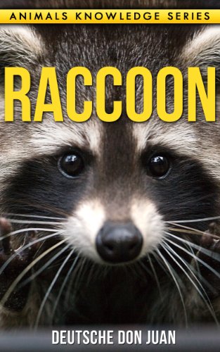 Raccoon: Beautiful Pictures & Interesting Facts Children Book About Raccoon's (Animals Knowledge Series)