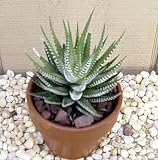 Zebra Haworthia Plant-Easy to grow/Hard to kill!-3.5