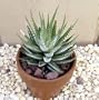 Zebra Haworthia Plant