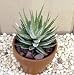 Zebra Haworthia Plant