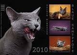 Blaue Samtpfote 2010 (Katzen - Wandkalender)