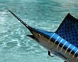 Taxidermy 23" Fiberglass Sailfish Statue